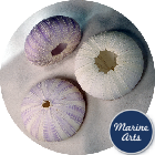Sea Urchin - White Lilac